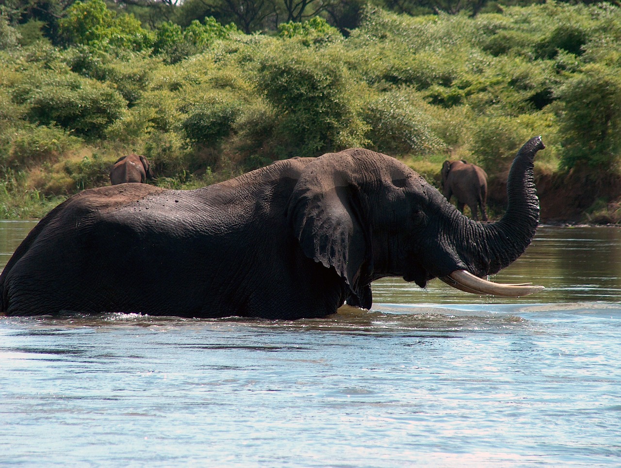 Zambezi river
